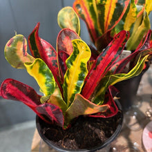 Load image into Gallery viewer, Vibrant Croton Mammy plant with colorful red, yellow, and green variegated leaves in black pot