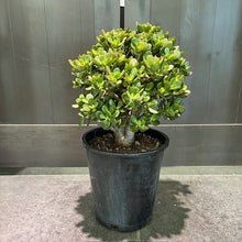 Load image into Gallery viewer, Jade 'Crosby' succulent plant with thick green leaves in black nursery pot