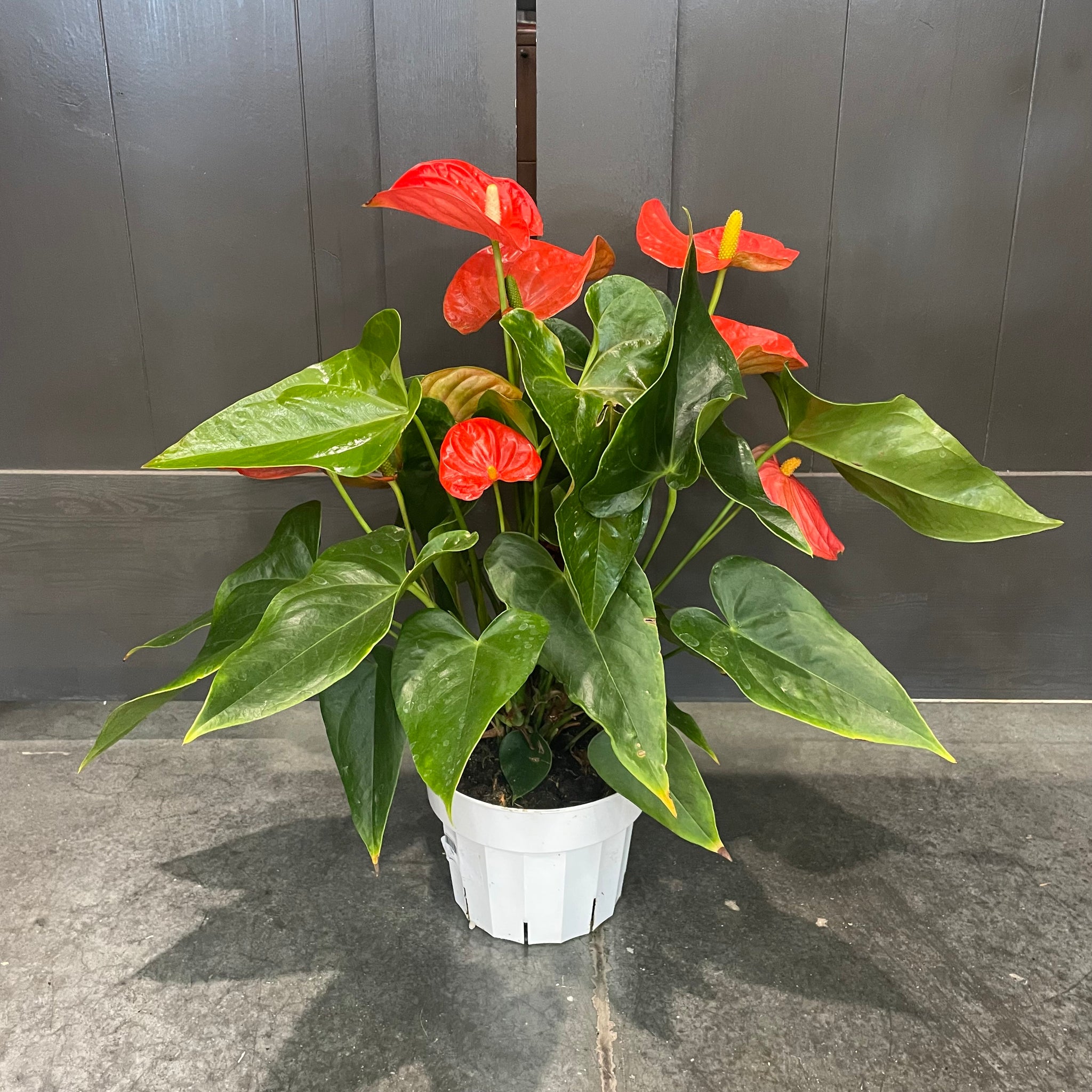 anthurium assorted Anthurium Assorted