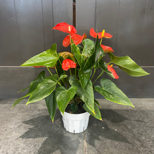 Anthurium Assorted