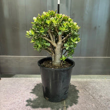 Load image into Gallery viewer, Jade 'Crosby' succulent plant with thick trunk and green leaves in black pot