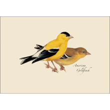 Load image into Gallery viewer, American Goldfinch illustration showing male and female birds in yellow and brown plumage