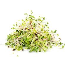 Load image into Gallery viewer, Fresh green broccoli microgreens with small leaves and white stems on white background