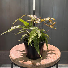 Load image into Gallery viewer, Pteris quadriaurita 'Tricolor' Fern