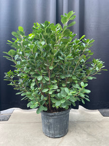 Ficus 'Daniella'