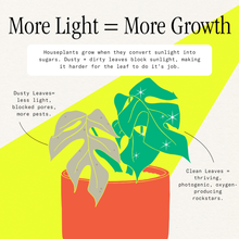 Load image into Gallery viewer, Infographic showing dusty versus clean houseplant leaves with sunlight beam highlighting photosynthesis benefits