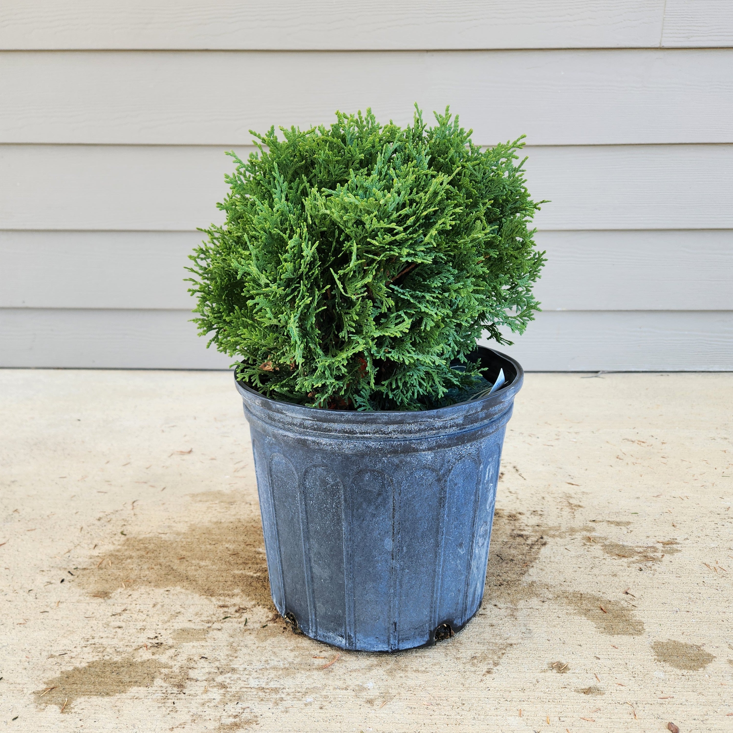 Arborvitae Hetz Midget: Compact Evergreen Shrub – Wasson Nursery