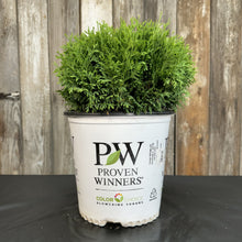 Load image into Gallery viewer, Arborvitae Tater Tot