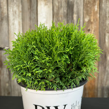 Load image into Gallery viewer, Arborvitae Tater Tot