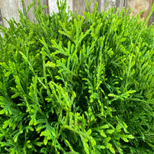 Load image into Gallery viewer, Arborvitae Tater Tot