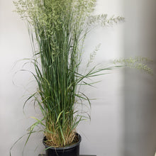 Load image into Gallery viewer, Grass Feather Reed Karl Foerster