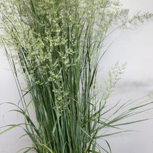 Load image into Gallery viewer, Grass Feather Reed Karl Foerster