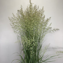 Load image into Gallery viewer, Grass Feather Reed Karl Foerster