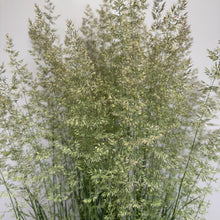 Load image into Gallery viewer, Grass Feather Reed Karl Foerster