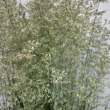 Load image into Gallery viewer, Grass Feather Reed Karl Foerster