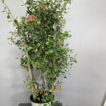 Load image into Gallery viewer, Honeysuckle Major Wheeler climbing plant with red tubular flowers on wooden trellis support