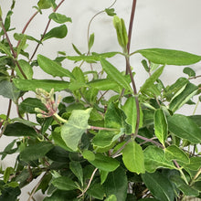 Load image into Gallery viewer, Honeysuckle Major Wheeler plant with green oval leaves and reddish-brown stems in nursery container