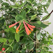 Load image into Gallery viewer, Honeysuckle Major Wheeler plant with vibrant coral-red tubular flowers and green foliage