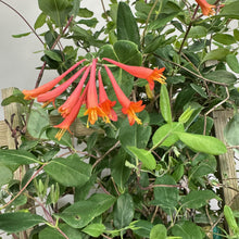 Load image into Gallery viewer, Honeysuckle Major Wheeler climbing vine with vibrant coral-red tubular flowers and green foliage