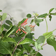 Load image into Gallery viewer, Honeysuckle Major Wheeler plant with coral-pink tubular flowers and green oval leaves on climbing vines
