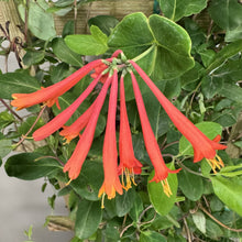 Load image into Gallery viewer, Honeysuckle Major Wheeler flowering vine with bright red-orange tubular blooms and green foliage