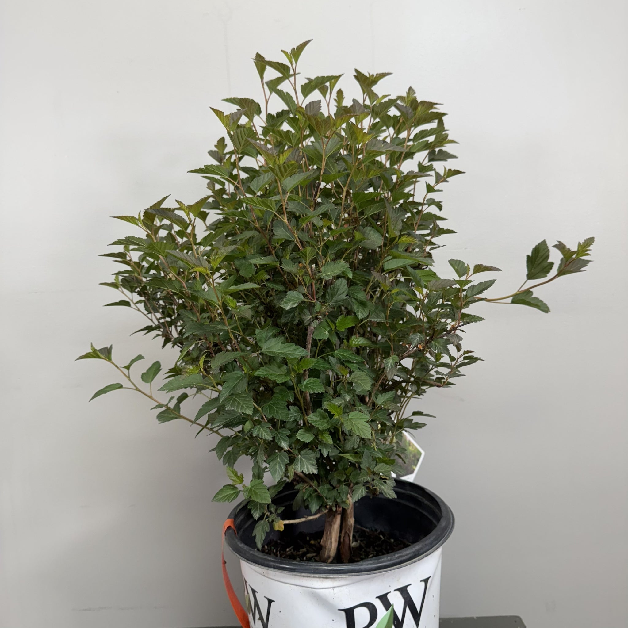 Compact Ninebark Ninebark Tiny Wine - Compact, Colorful Shrub for Gardens – Wasson Nursery