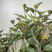 Load image into Gallery viewer, Ninebark Tiny Wine