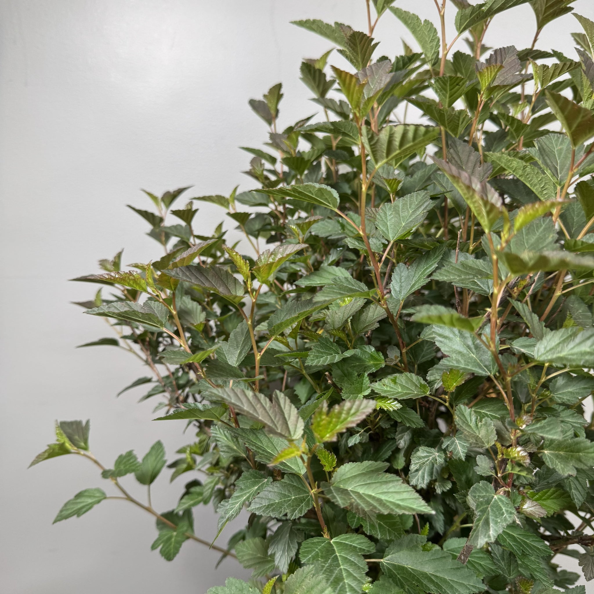 Compact Ninebark Ninebark Tiny Wine - Compact, Colorful Shrub for Gardens – Wasson Nursery