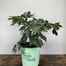 Load image into Gallery viewer, Young peony tree with deeply lobed green leaves in mint green nursery pot