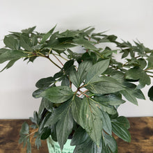 Load image into Gallery viewer, Peony Tree Scarlet Heaven with large green palmate leaves in nursery pot