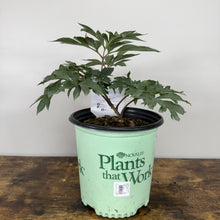 Load image into Gallery viewer, Young peony tree with deeply lobed green leaves in light green nursery pot