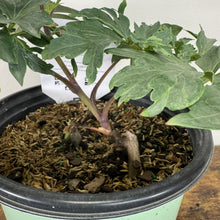 Load image into Gallery viewer, Young peony tree Julia Rose plant in black pot with green foliage and visible stem