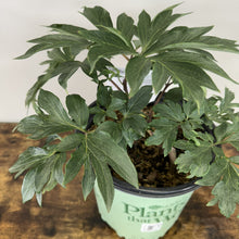 Load image into Gallery viewer, Peony Tree Julia Rose potted plant with deeply lobed green foliage in nursery container
