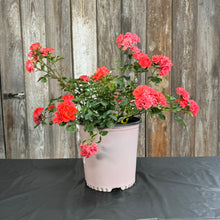 Load image into Gallery viewer, Rose Drift Coral