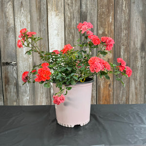 Rose Drift Coral