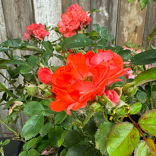 Load image into Gallery viewer, Rose Drift Coral
