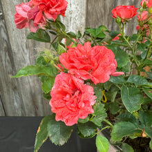 Load image into Gallery viewer, Rose Drift Coral