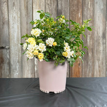 Load image into Gallery viewer, Rose Drift Popcorn