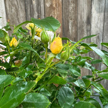 Load image into Gallery viewer, Rose Drift Popcorn