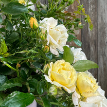 Load image into Gallery viewer, Rose Drift Popcorn