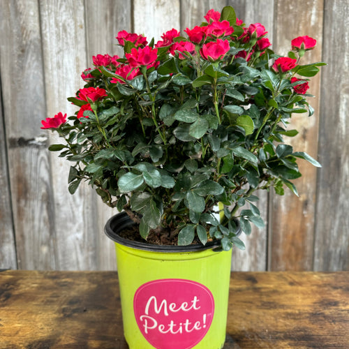 Rose KO Petite