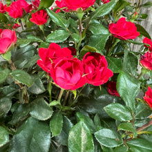 Load image into Gallery viewer, Rose KO Petite