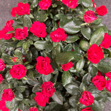 Load image into Gallery viewer, Rose KO Petite