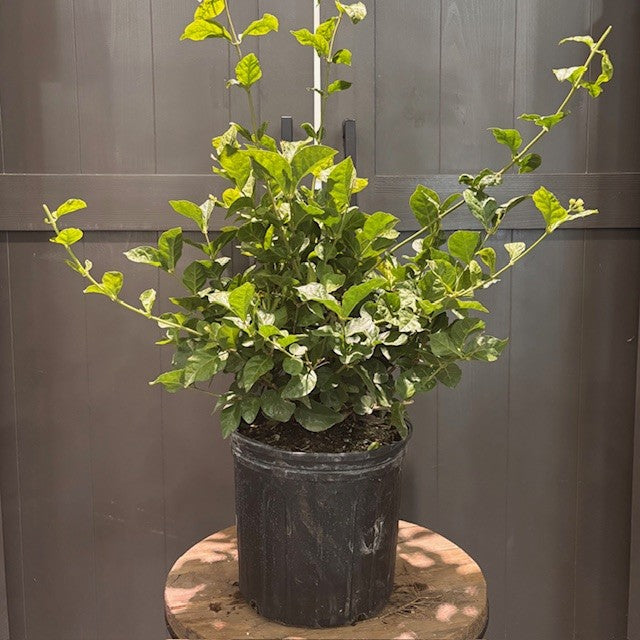 Jasminum 'Sambac' Jasmine – Wasson Nursery