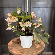 Load image into Gallery viewer, Helleborus Hellebore 'Annual'