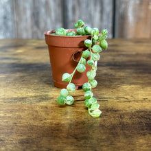 Load image into Gallery viewer, Senecio &#39;String of Pearls Variegated&#39;