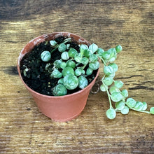 Load image into Gallery viewer, Senecio &#39;String of Pearls Variegated&#39;