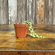 Load image into Gallery viewer, Senecio &#39;String of Pearls Variegated&#39;