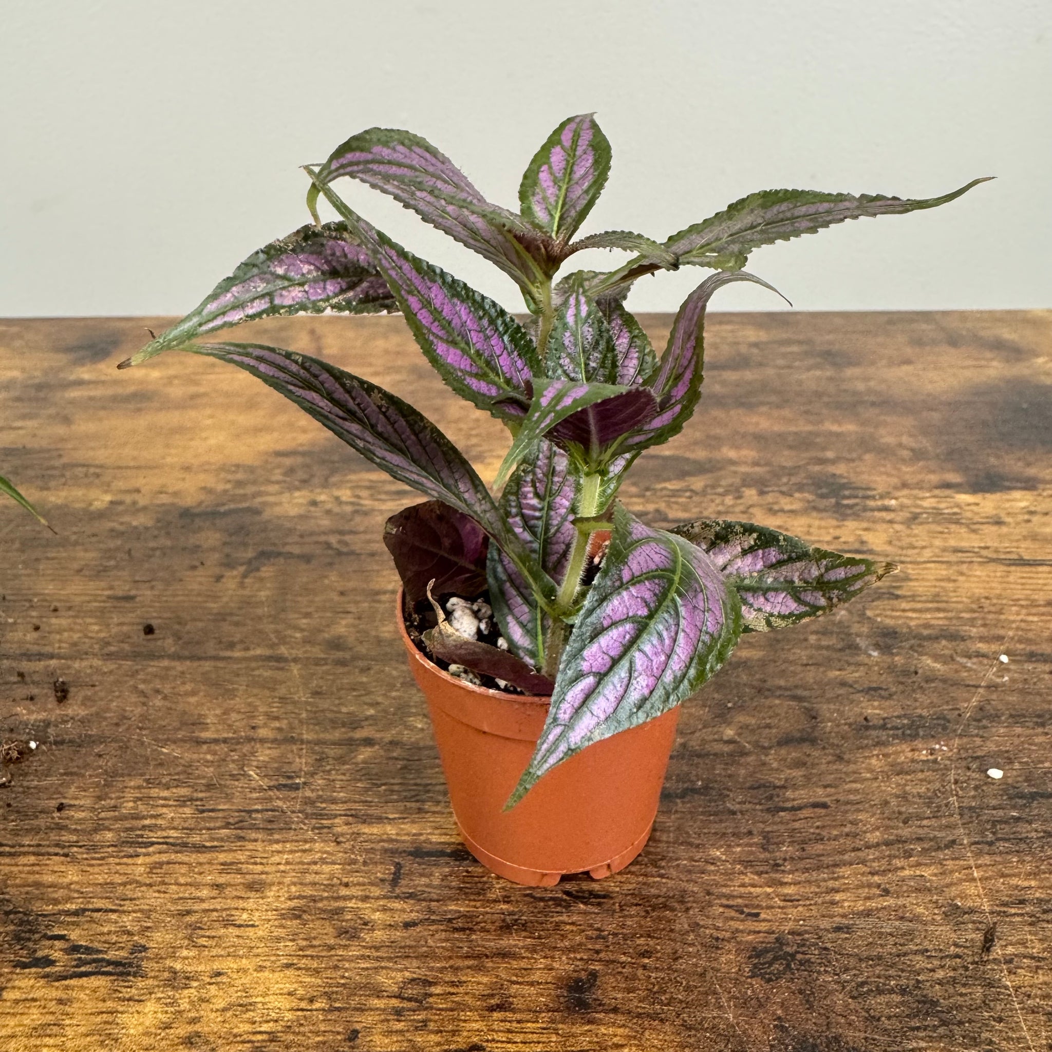terrarium plants price Terrarium Plants Assorted