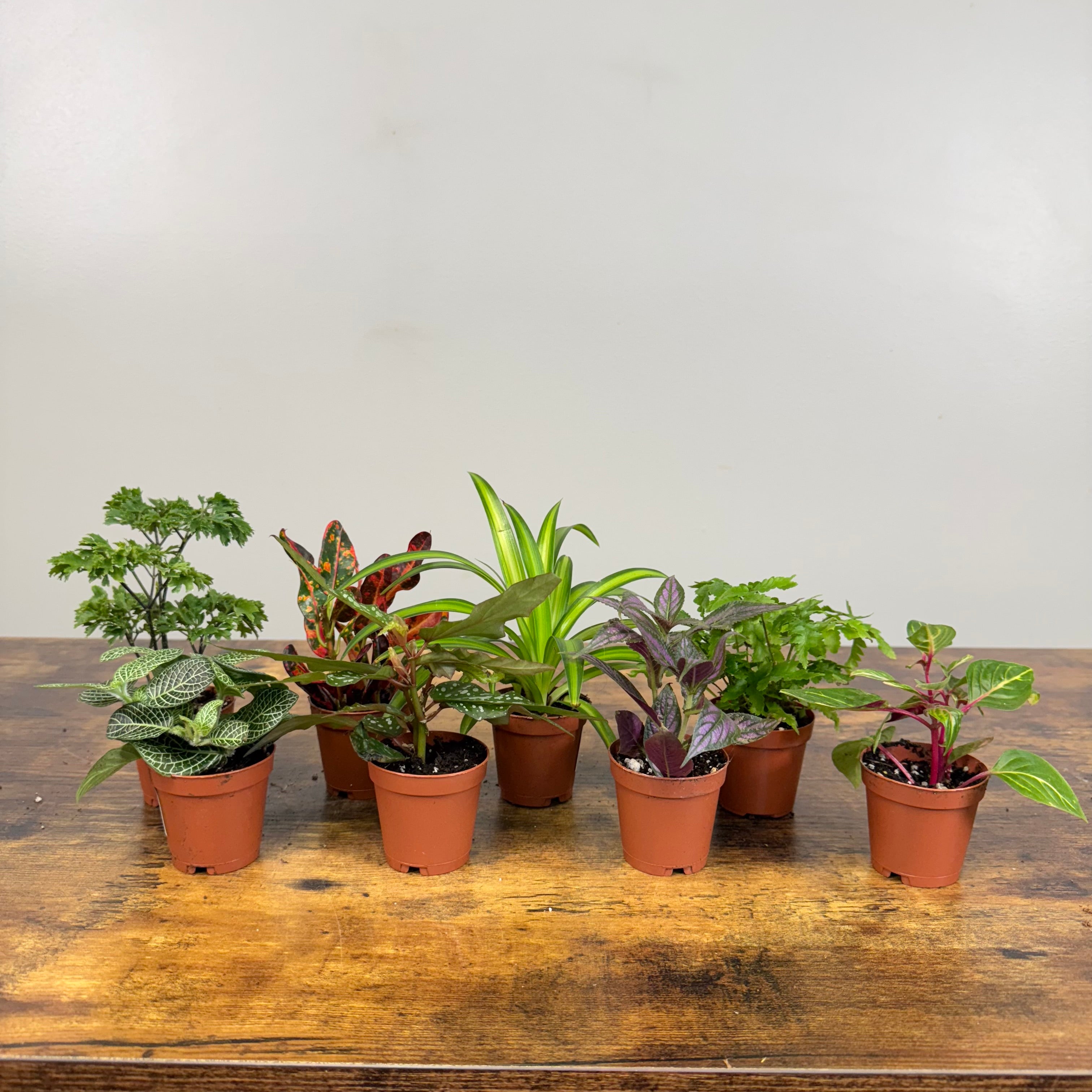 tropical terrarium plants for sale Terrarium Plants Assorted